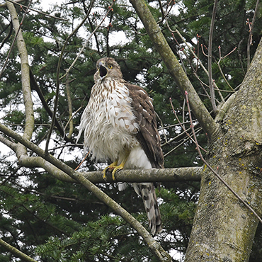 Cooper's Hawk